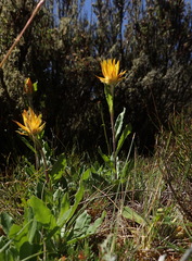 Xerochrysum subundulatum