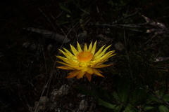 Xerochrysum subundulatum