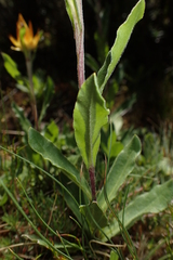 Xerochrysum subundulatum