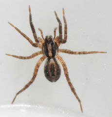 Schizocosa avida