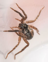 Schizocosa avida
