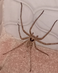 Heteropoda venatoria