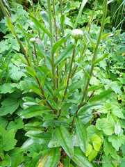 Leucanthemum × superbum