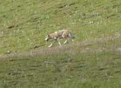 Canis lupus filchneri
