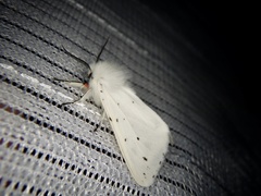 Spilosoma punctaria