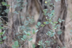 Goodia medicaginea