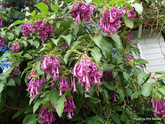 Iochroma cyaneum