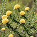 Golden Blombush - Photo (c) Andrew Gillespie, some rights reserved (CC BY), uploaded by Andrew Gillespie