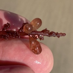 Botryocladia pseudodichotoma