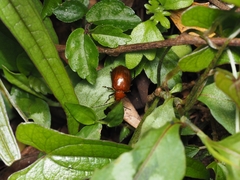 Gallerucida singularis