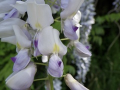 Wisteria brachybotrys