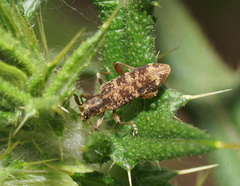 Pempsamacra dispersa