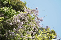 Wisteria brachybotrys