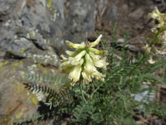Astragalus curtipes