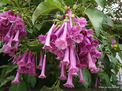 Iochroma cyaneum