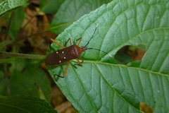 Leptoscelis quadrisignatus