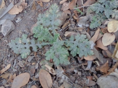 Parthenium confertum