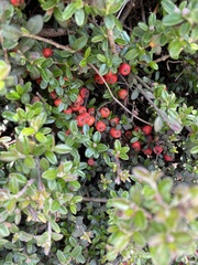 Angiospermae