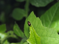 Chalcolema cylindrica
