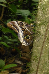 Caligo atreus