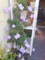 Streptocarpus saxorum