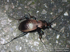 Ohomopterus