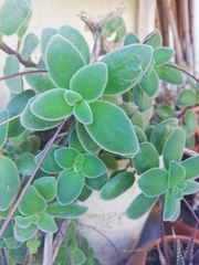 Streptocarpus saxorum