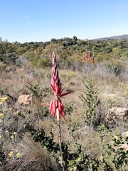Aloe pretoriensis