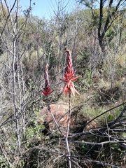 Aloe pretoriensis