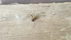 Araneae