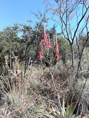 Aloe pretoriensis