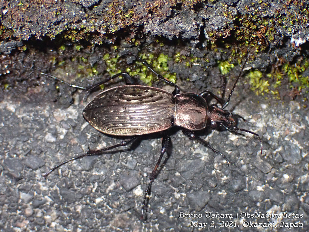 Carabus maiyasanus