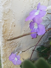 Streptocarpus saxorum