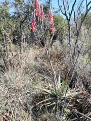 Aloe pretoriensis