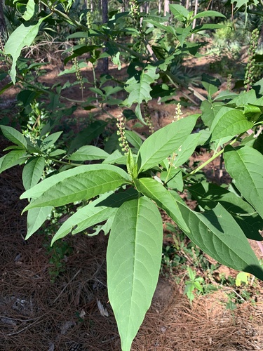 Phytolacca americana image