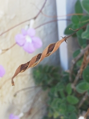 Streptocarpus saxorum