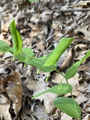 Polygonatum biflorum biflorum