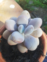 Pachyphytum oviferum