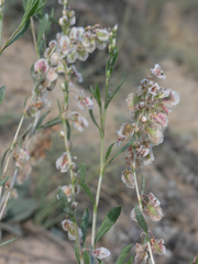 Atraphaxis frutescens