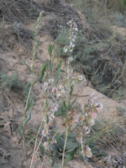 Atraphaxis frutescens