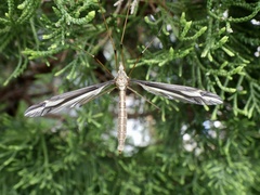 Tipula nova