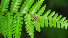 Choreutis amethystodes