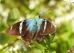 Astraptes fulgerator azul