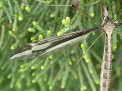 Tipula nova