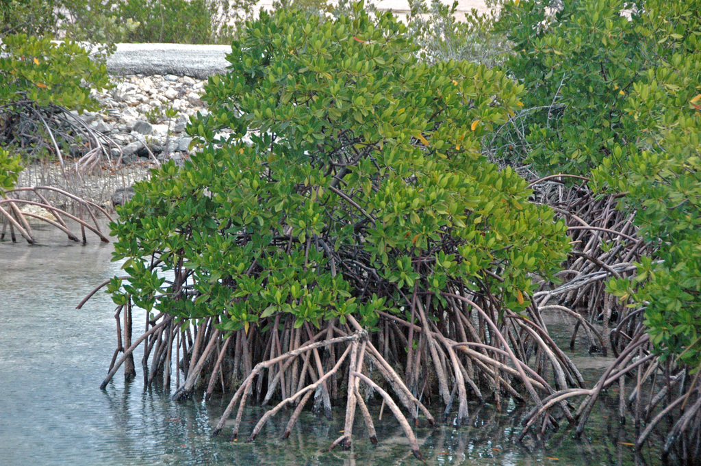 red mangrove (Plants of Anguilla) · iNaturalist