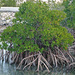 Rhizophora mangle - Photo (c) James St. John,  זכויות יוצרים חלקיות (CC BY)