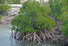 Red Mangrove - Photo (c) James St. John, some rights reserved (CC BY)