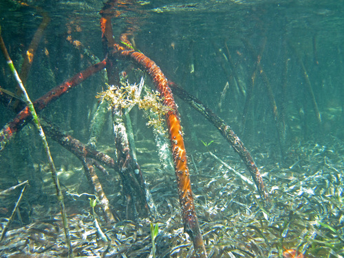 Rhizophora mangle