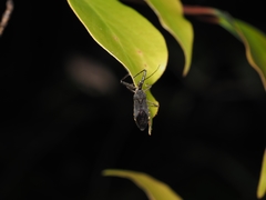 Tapirocoris annulatus