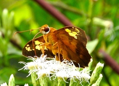 Nascus phocus
